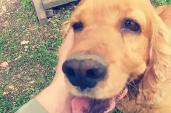 Потерянные животные Новокузнецк, фото: Пропала собака Кокер спаниель, адрес: 61, Молодёжная улица, Баевка.