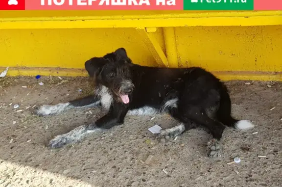 Найдена собака в Сюктерке, ищем хозяина