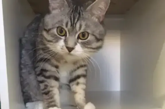 Кошки потеряшки, Казань, фото: Потеряшка кот Мелкий на Пр. Шейнкмана, Казань