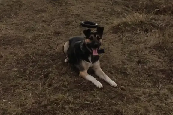 Потерянные животные Липецк, фото: Пропал кобель Гром, район улицы Механизаторов, небольшой шрам на носу.