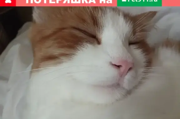 Пропала кошка Персик на ул. 50 лет ВЛКСМ, Ставрополь