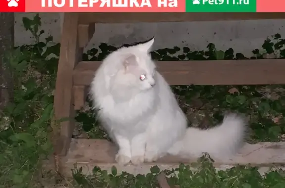 Пропала белая кошка Маруся в Коломенском, Московская область