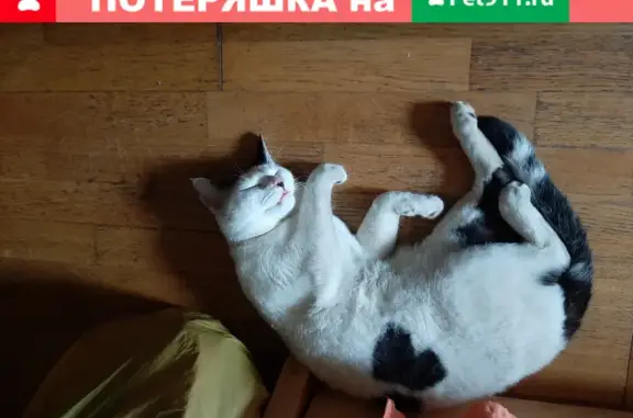 Найдена кошка на Зеленодольской улице, Кузьминки, Москва