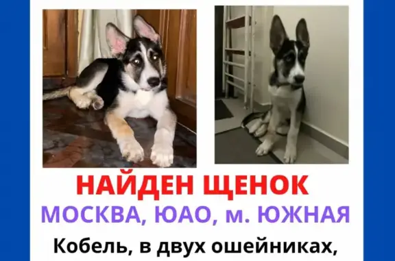 Найдена собака в Чертаново, рядом с магазином 