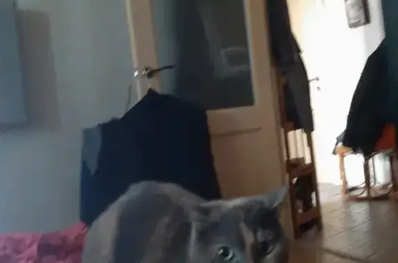 Кошки потеряшки, Санкт-Петербург, фото: Потеряшка кошка на ул. Сикейроса 13, СПб