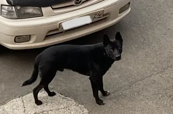 Найден пёс с ошейником в Октябрьском районе, г. Красноярск