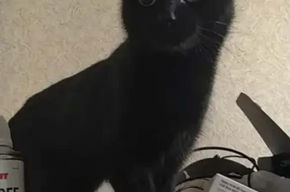 Кошки потеряшки, Санкт-Петербург, фото: Потеряшка кошка в Спб, Невский район на пр-те Солидарности 15к1