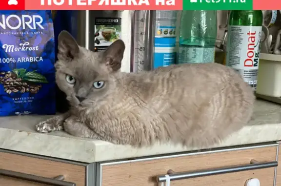 Пропала кошка Кот, Девон-Рекс, серый окрас, голубые глаза, район Мещерский Лес, Москва.