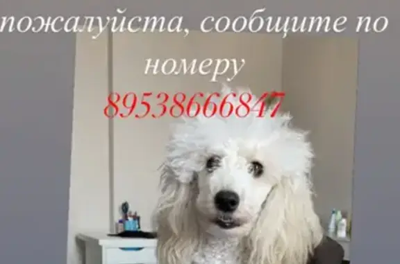 Пропала собака в Заельцовском районе