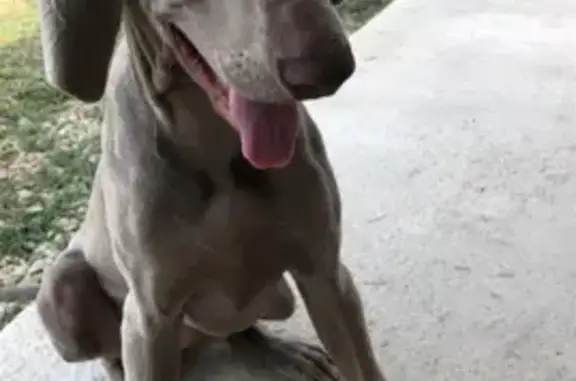 Пропала собака Одри в п. Российском, Краснодарский край