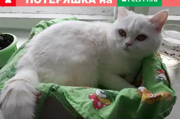 Пропала кошка Люся в СНТ Лесовод, п.Маткачи, Карелия