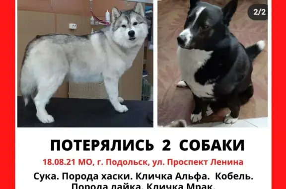 Пропали 2 собаки в Подольске, район музея Ленина - Лайка и хаски.