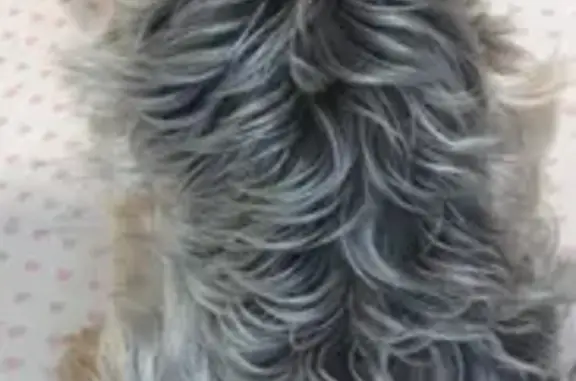 Пропала собака Погба в Каштаке, Томская область.