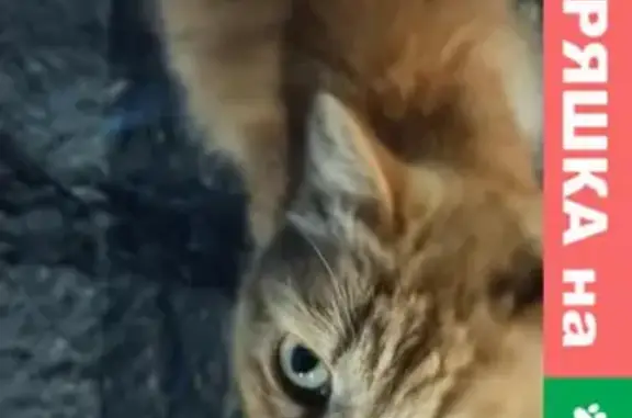 Найдена кошка в Томске на Богашевском тракте, ищет хозяина