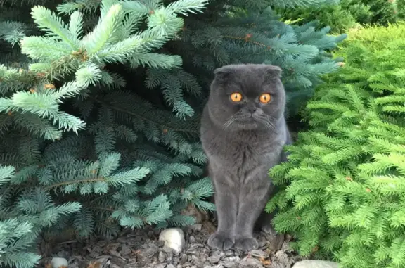 Пропала кошка шотландский вислоухий в Мехзаводе, Самара