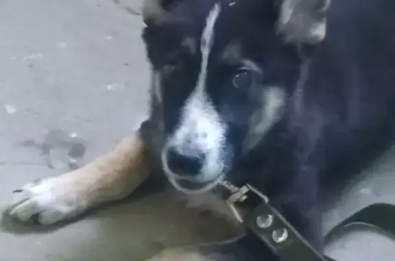 Собака найдена на ул. Черняховского 19.