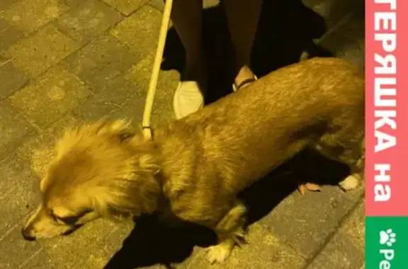 Найдена собака: ул. Воровского, Сочи