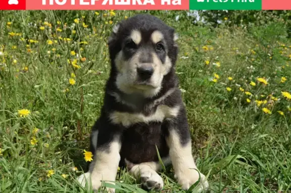 Пропал щенок алабая в Раменском районе, Игумново.