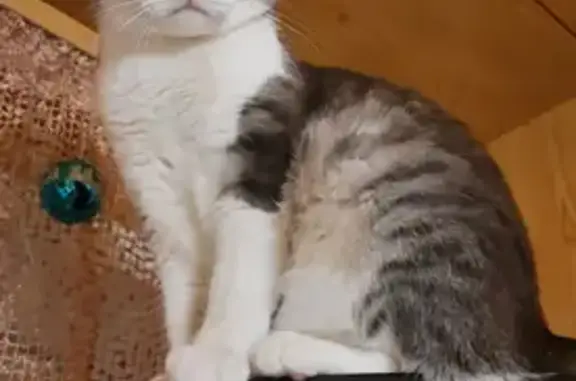 Кошки потеряшки, Казань, фото: Потеряшка кот Брюс на ул. Фучика, 38 в Казани