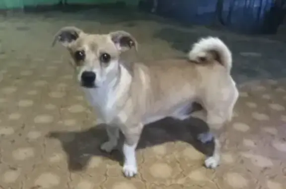 Собака Рыжий с белым пузом найдена на Первомайской улице