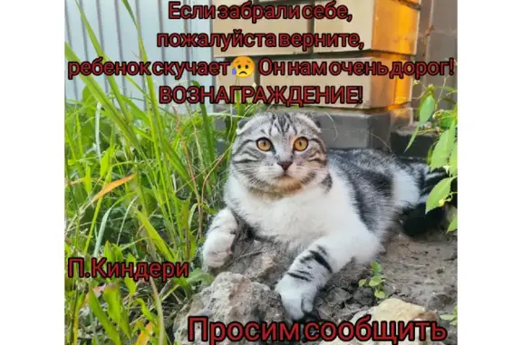 Кошки потеряшки, Казань, фото: Потеряшка кошка, на шее ошейник. 8 92 74 35 22 44.