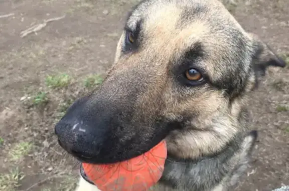 Пропала собака в Шульгино, Бежецкий район.