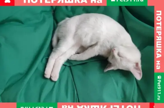 Пропала кошка в Пушкино, Мытищах, Королеве или Щелково, помогите найти!