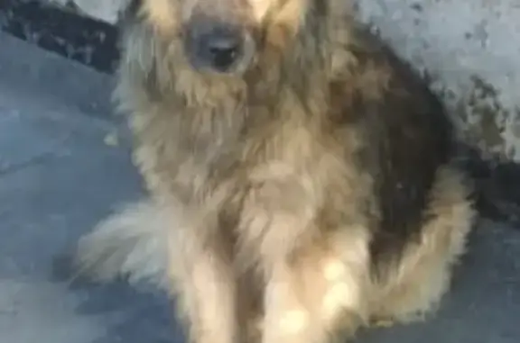 Пропала собака Пух в Короедово, Владимирская область