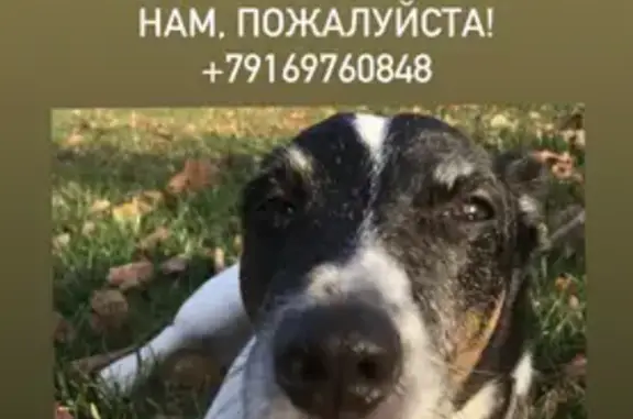 Пропала собака ЕВА на Сумской улице