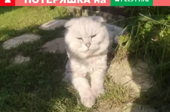 Найден мальчик-кот в Сергиевом Посаде, Дерево жизни, 25-й Квартал