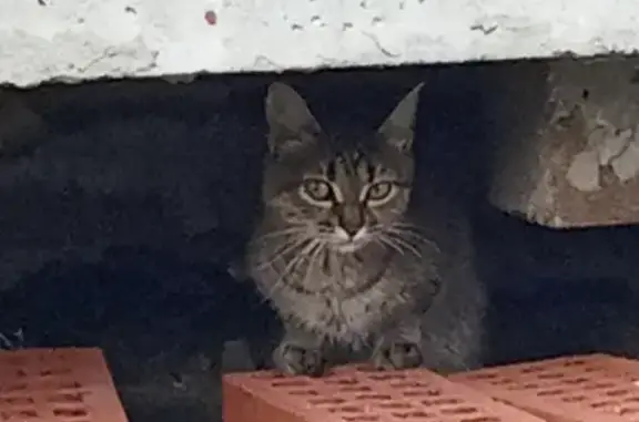 Найдена кошка на ул. Громова 138а