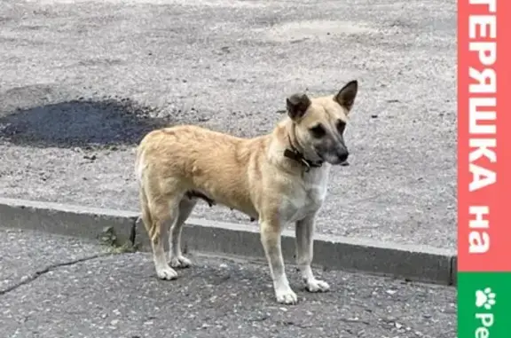 Найдена собака возле Чувашского драмтеатра