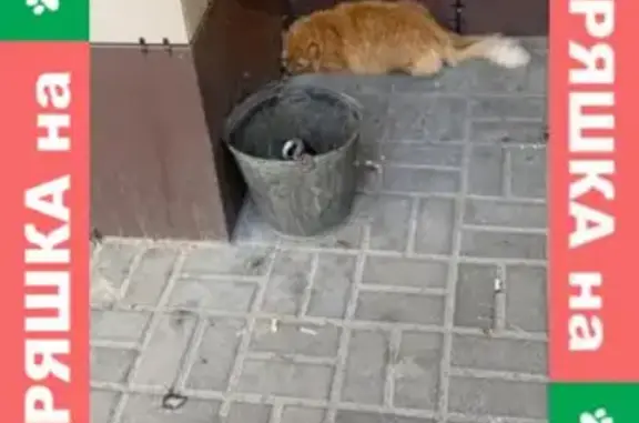 Найден рыжий кот в Казани, ул. Мавлютова