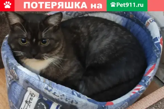 Пропала кошка на ул. Живописная в Москве