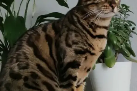 Кошки потеряшки, Москва, фото: Потеряшка бенгальская кошка в Марково, МО - вознаграждение!