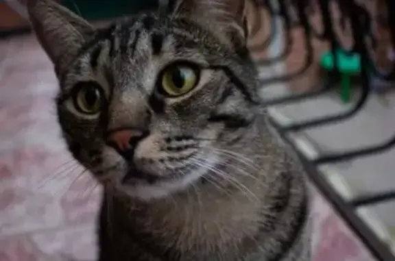 Кошки потеряшки, Ростов-на-Дону, фото: Потеряшка кот Бэс, ищем на 6-й линии, Ростов-на-Дону