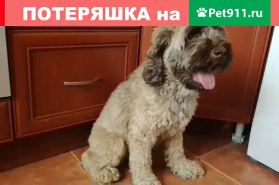 Собака найдена на ул. Гагарина, г. Чехов.