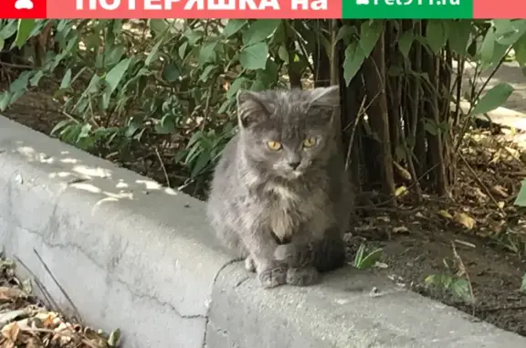 Найдена кошка: Щербаковская улица, 48, Соколиная Гора, Москва