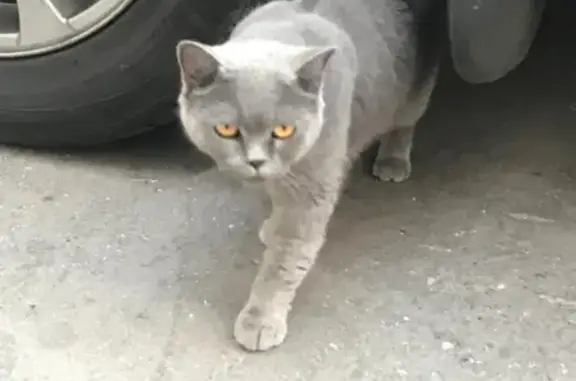 Найдена кошка на Брюсов переулке