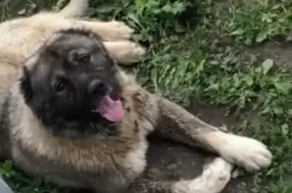 Собака найдена: Алабай с серебристым ошейником на пр. Ленина, 17 (Иваново)