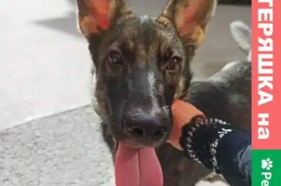 Найдена собака на Херсонской улице, СПб