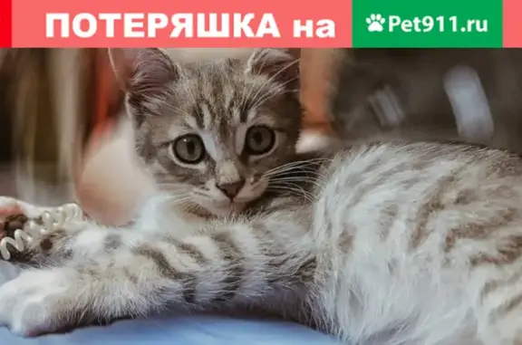 Пропал котенок Стич на улице Горбачевой в Алуште, Крым
