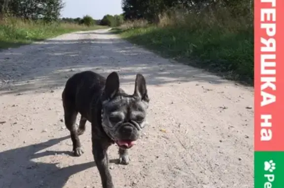 Найдена собака в Кондратово, Тульская область
