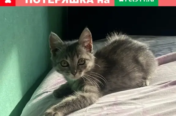 Найдена кошка возле магазина на Южнопортовой, Москва