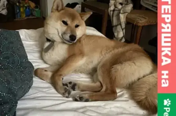 Собаки потеряшки, Санкт-Петербург, фото: Потеряшка собака на станции метро Беговая