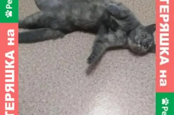 Кошки потеряшки, Ижевск, фото: Потеряшка кошка Мия на ул. Труда 2, Ижевск