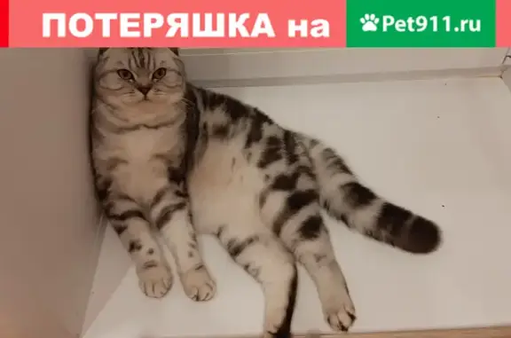 Кошки потеряшки, Ярославль, фото: Потеряшка кошка по адресу ул. Чкалова 64А в Ярославле