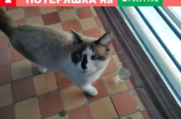 Найден кот в Йошкар-Оле, бульвар Победы, д. 4