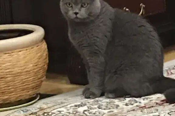 Кошки потеряшки, Санкт-Петербург, фото: Потеряшка кот Мартин в районе Кузьмоловского поселка, Ленобласть.