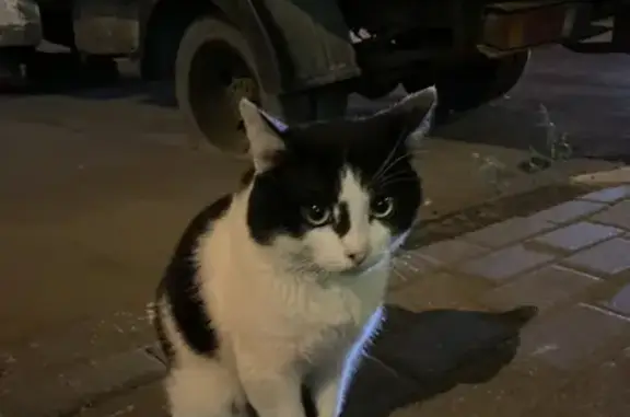 Найден ручной кот в Балашихе, мкр Янтарный